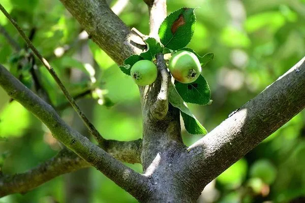 Яблоки не растут: что становится причиной отсутствия плодоношения?
