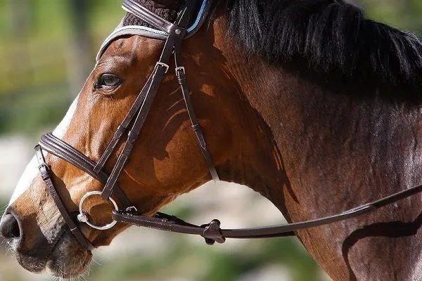 Что такое уздечка для лошади?