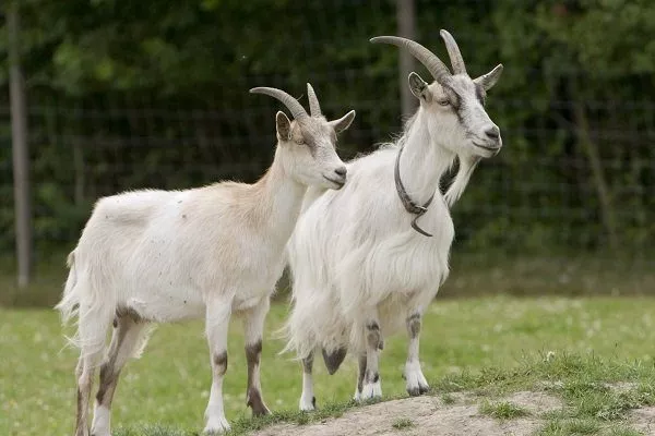 Какие основные причины мастита у козы, и как лечить?