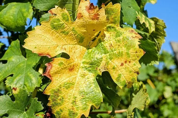 Желтые пятна на листьях винограда