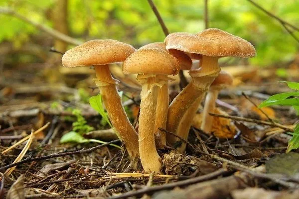 Какие грибы собирают в сентябре: где найти, регион, описание вида