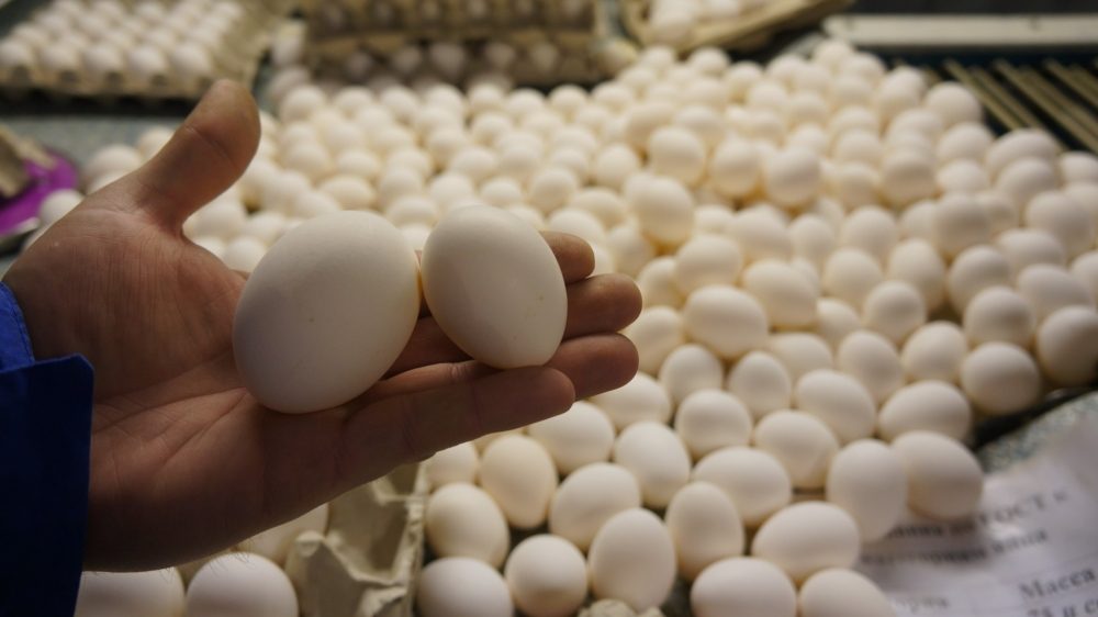 производство яиц