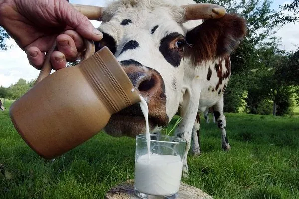 Парное молоко