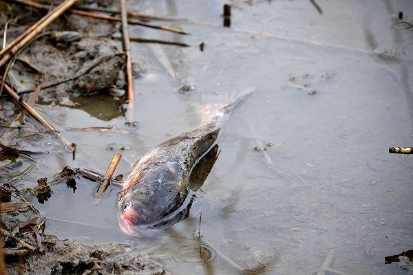 Рыба в пруду болеет