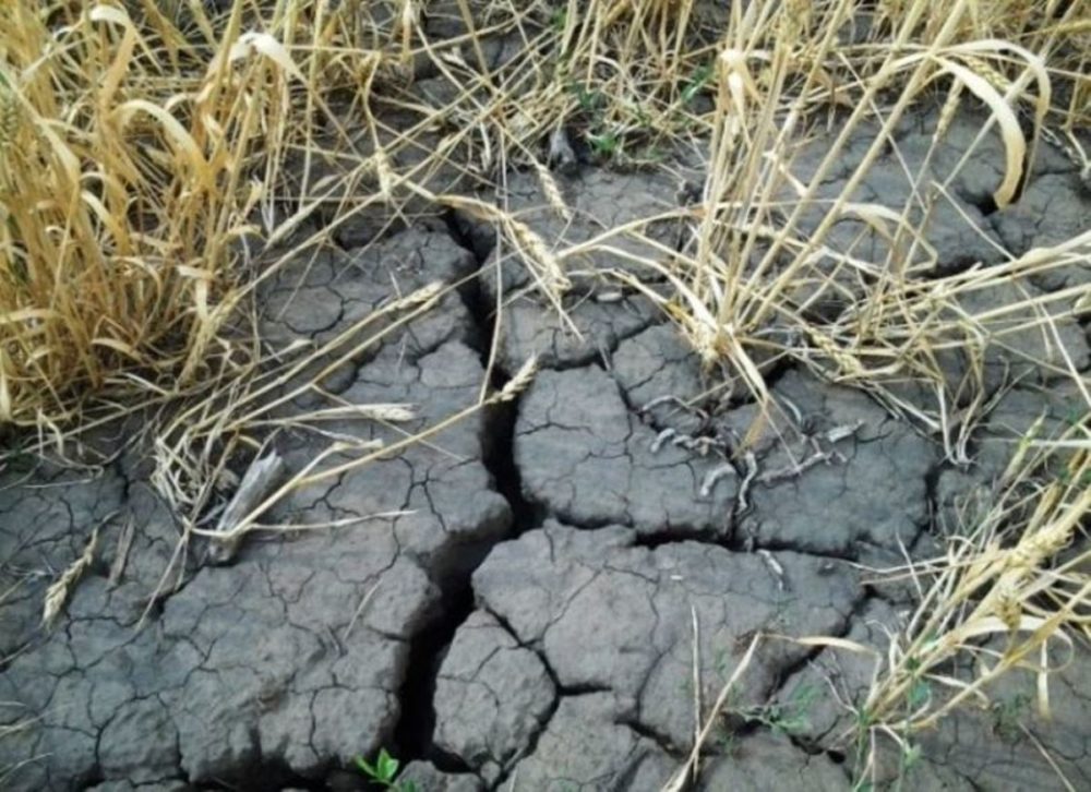 Почему засуха. Засуха. Физиологическая засуха. Засуха Башкортостан. Истощение почвы.