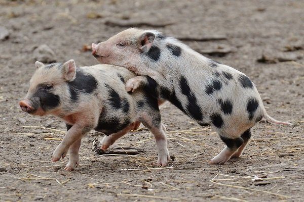 play sweet cute mammal fauna piglet vertebrate funny mini pig wildpark poing small pigs domestic pig pig like mammal 810689
