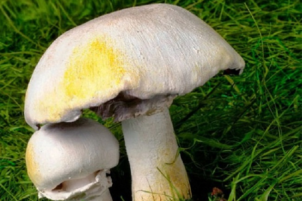 Шампиньон и его опасные двойники: название, фото и описание ложных и ядовитых грибов