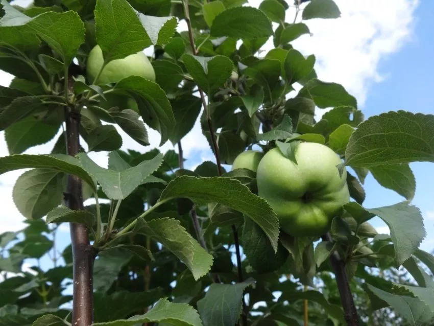 Яблоня с яблоками