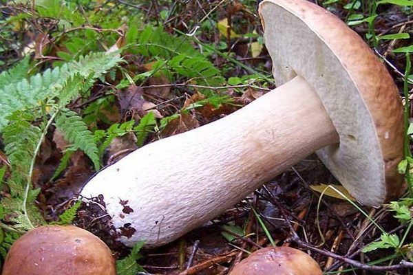 Гладконожковый белый гриб