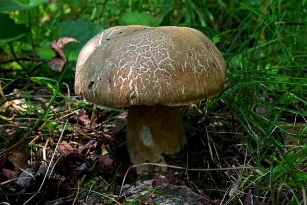 Сетчатый белый гриб