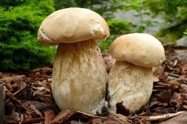 Берёзовый белый гриб или колосовик