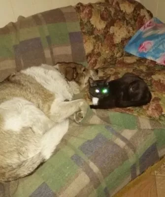 Дружба собаки и кошки