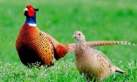 Самка и самец фазана