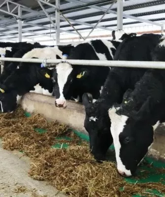 молочная ферма