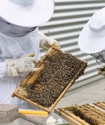 производство мёда