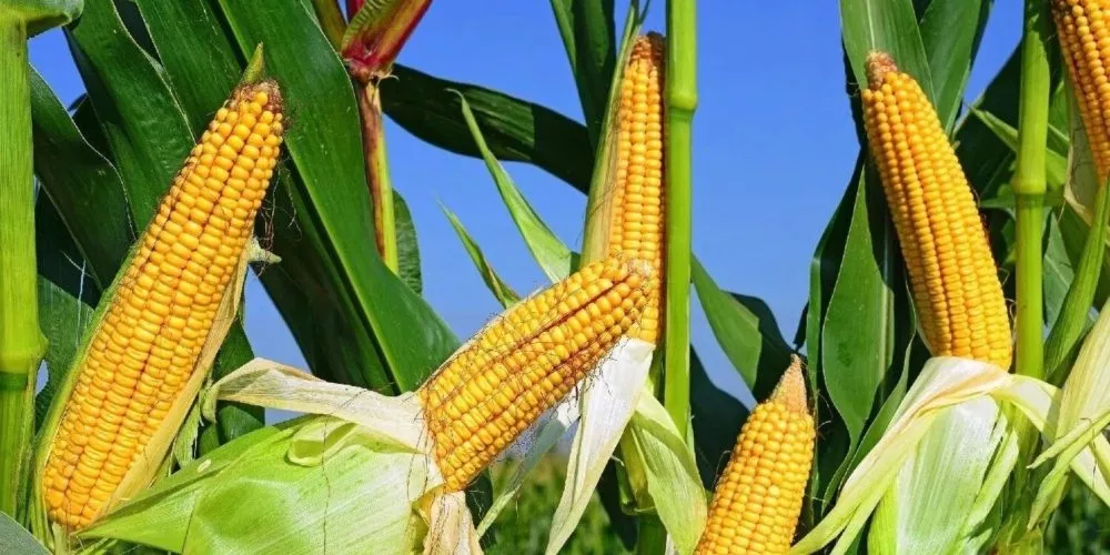выращивание кукурузы