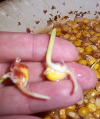 Замачивание кукурузы