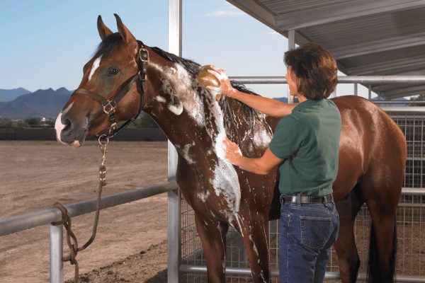 Мыть лошадь шампуню