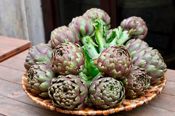 Артишок: описание, пищевая ценность, вкус, польза и применение