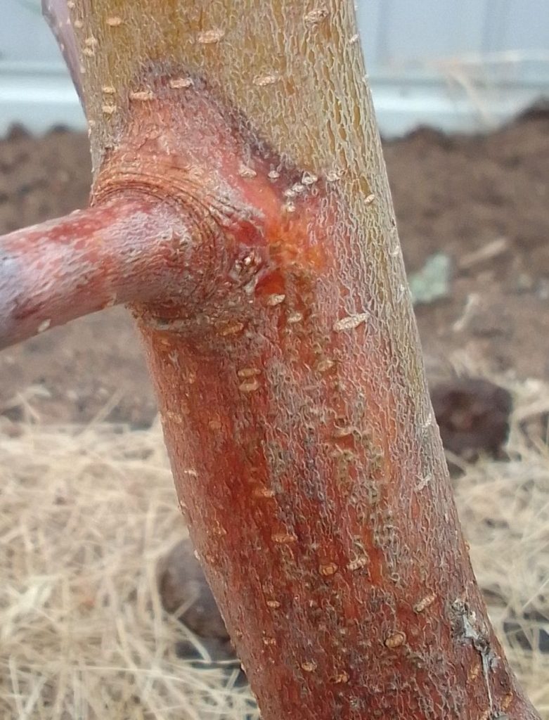 рыже-коричневые пятна на дереве