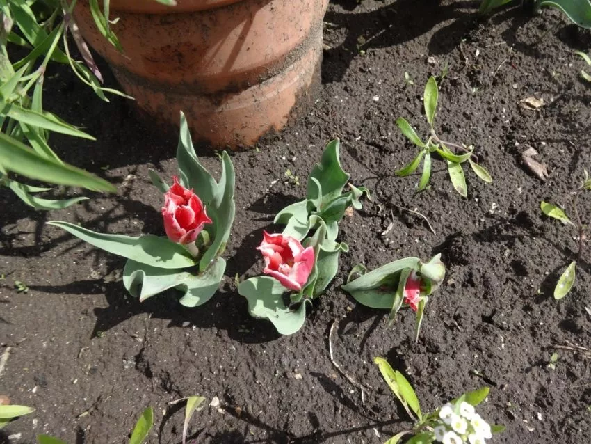Тюльпаны снова вымерзли - что теперь растёт на их месте