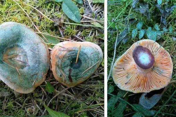Ложные рыжики: описание настоящего гриба, ложных грибов