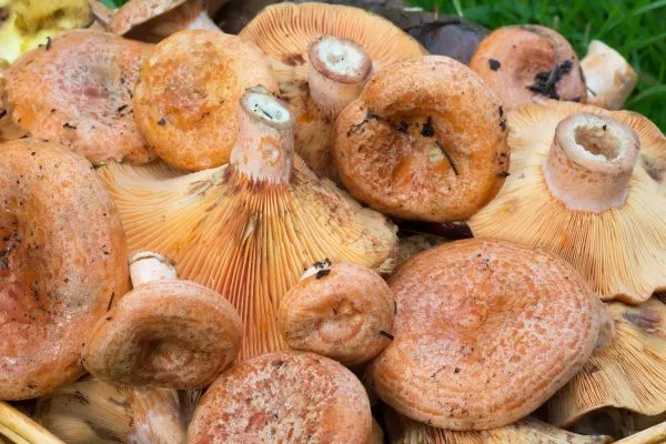 Рыжики грибы: описание, съедобность, виды, произрастание, сбор