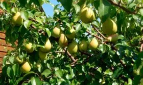 груша Чижовская