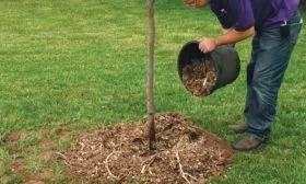 Мульчирование