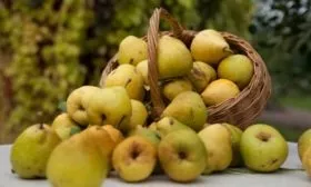 Урожай груш