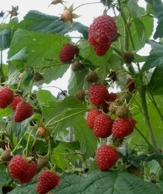 Малиновый куст сорта Геракл