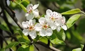 Цветение груши