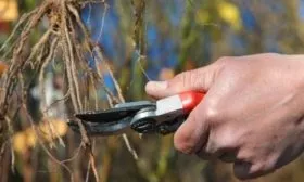 Подрезка корней саженцу