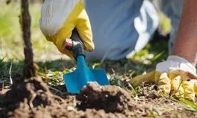 Удобряет саженец