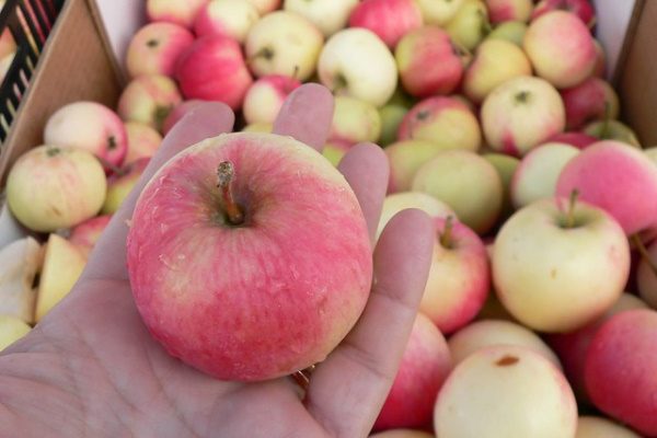 Хранение урожая яблок на зиму
