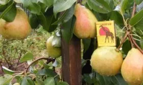 Урожай груши Велес