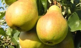 Груша Велеса