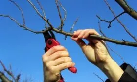 Обрезка дерева