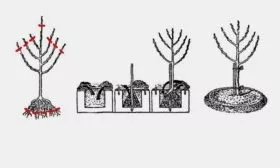 Посадка грушевого дерева