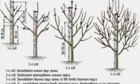 Обрезка груши