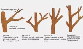 Санитарная обрезка груши