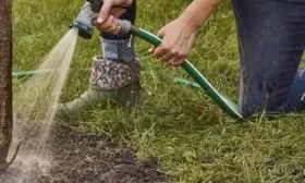 Полив груши