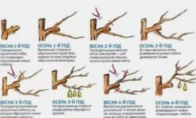 Обрезка груши