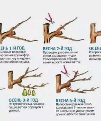 Обрезка груши