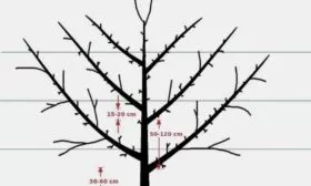 Формирование на шпалере