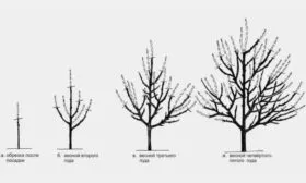 Формирование высокорослой груши