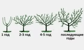 Формирование низкорослой груши