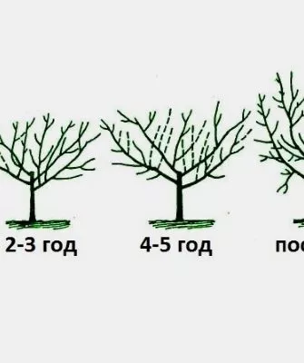 Формирование низкорослой груши