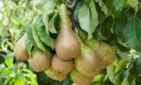 Груша Конференция