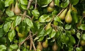 Урожай груши Конференция